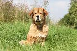 DOGUE DU TIBET 002